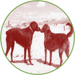 Volkskrant customer experience